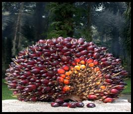 fruit_palmier_huile_web
